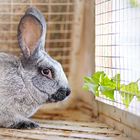 Rabbit & Guinea Pig Hutches