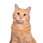 Cat Vet Food & Specialist Food