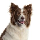 Dog Vet Food & Specialist Food