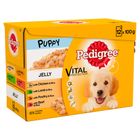 Pedigree Junior Pouch in Jelly 
