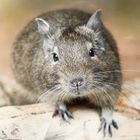 Degu