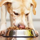 Working / Active Dogs