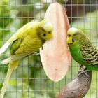 Bird Food Supplements